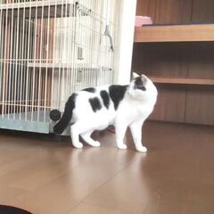 シロクロくん２才と子猫ちゃん - 荒尾市