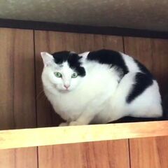 シロクロくん２才と子猫ちゃん - 猫
