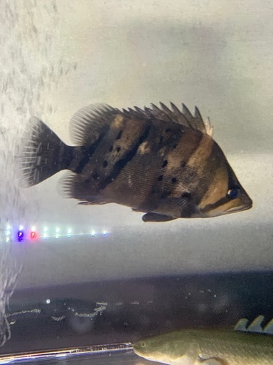 ダトニオリアルバンド25センチ
