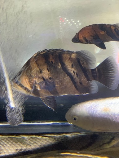 ダトニオリアルバンド25センチ