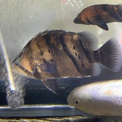 ダトニオリアルバンド25センチの画像