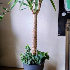 観葉植物 ユッカ 極太1本物