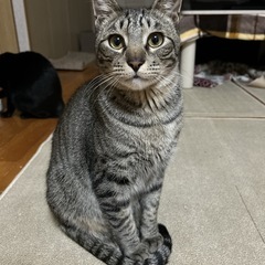 キジトラ10ヶ月