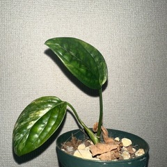 モンステラ ペルー 斑入り