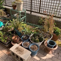 あけます！　鉢植え　サボテン　ガーデニング　ブロック　お庭　