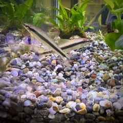 【熱帯魚】サイアミーズフライングフォックス　苔食育成