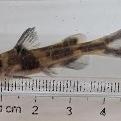 ギギ 5cm程度ですの画像