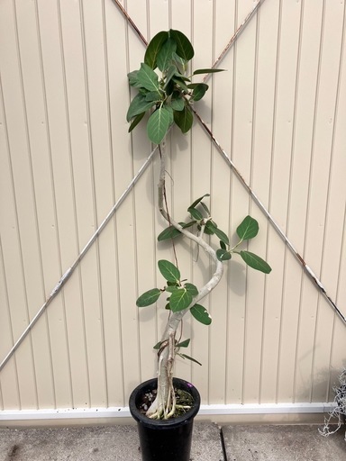 観葉植物　フィカス　ベンガレンシス　曲がりの観葉植物