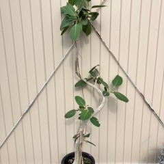 観葉植物　フィカス　ベンガレンシス　曲がりの観葉植物