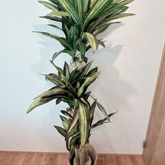 ※値下げ※【1点限り】フェイクグリーン大の画像