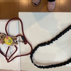犬服、リードの画像