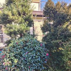 　植木　まだ、あります⤴️⤴️の画像