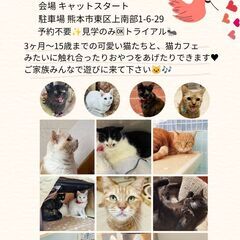 第１弾！ Cat start &ほごにゃんCOCORO 合同ふれ...