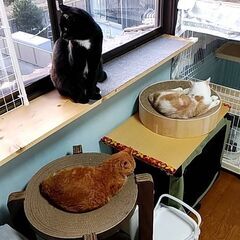 第１弾！ Cat start &ほごにゃんCOCORO 合同ふれあい譲渡会🐱💛 - 熊本市