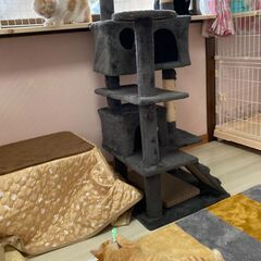 第１弾！ Cat start &ほごにゃんCOCORO 合同ふれあい譲渡会🐱💛 - その他
