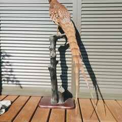 山鳥のはく製の置き物の画像