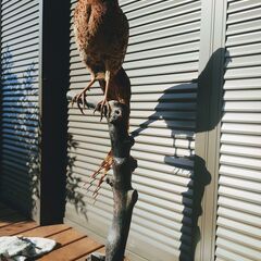 山鳥のはく製の置き物の画像