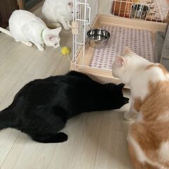 第１弾！ Cat start &ほごにゃんCOCORO 合同ふれあい譲渡会🐱💛 - イベント