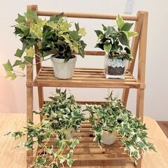 ※値下げ【4個セット】美品✨ミニフェイクグリーンセット①の画像