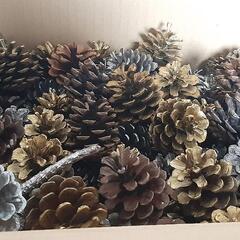 松ぼっくり多数　リース材料の画像