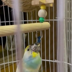 セキセイインコ(保留)応募が沢山来すぎてしまったので一旦締め切ります🙇‍♀️) − 東京都