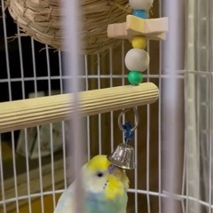 セキセイインコ(保留)応募が沢山来すぎてしまったので一旦締め切ります🙇‍♀️) - 豊島区