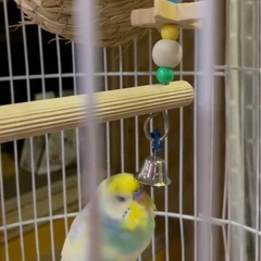 セキセイインコ(保留)応募が沢山来すぎてしまったので一旦締め切ります🙇‍♀️) - その他