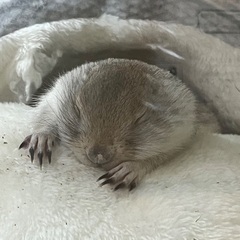 リチャードソンジリス1歳8ヶ月オス