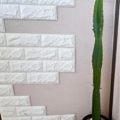 🌵サボテン（大雲閣）🌵