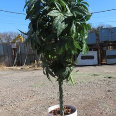 人工観葉植物　造花　フェイクグリーン　人工植物　パキラ　観葉樹　...