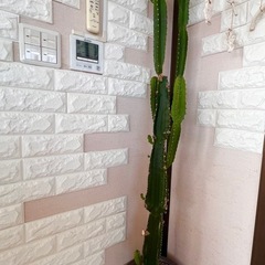 🌵BIGサボテン（大雲閣）🌵
