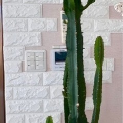 🌵（大雲閣）特大BIGサボテン🌵