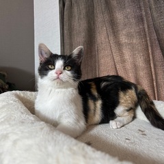 4ヶ月小柄な三毛猫ゆずちゃん（トライアル決定） − 大阪府