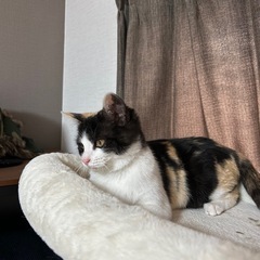 4ヶ月小柄な三毛猫ゆずちゃん（トライアル決定） - 猫