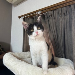 4ヶ月小柄な三毛猫ゆずちゃん（トライアル決定） - 堺市