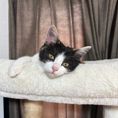 4ヶ月小柄な三毛猫ゆずちゃん（トライアル決定） - 里親募集