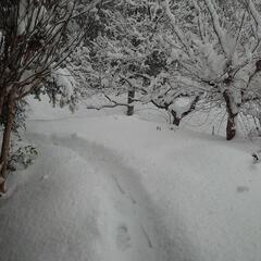 除雪（手作業、雪かき）やります🙋