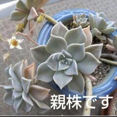 多肉植物　おぼろ月の画像