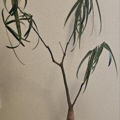 観葉植物