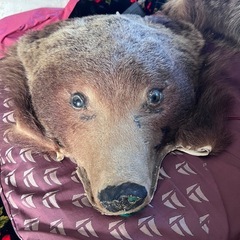 ヒグマの剥製