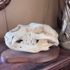 ヒグマの髑髏（しゃれこうべ）