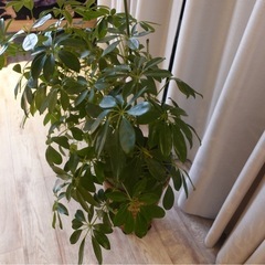 観葉植物⭐︎お値下げ対応致します！の画像