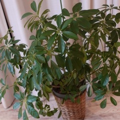観葉植物⭐︎お値下げ対応致します！の画像