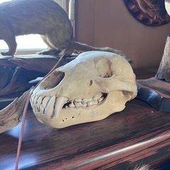 ヒグマの髑髏（しゃれこうべ）②