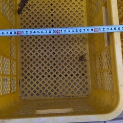 あげます、プラスチックケース の画像