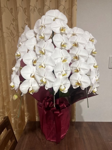 胡蝶蘭　今日頂きました