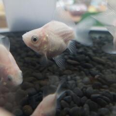水槽や金魚(3匹ぐらい)、上部フィルター等の画像
