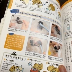 トイプードルの赤ちゃんの育て方の画像