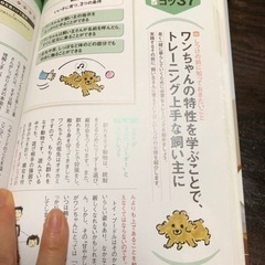 トイプードルの赤ちゃんの育て方の画像