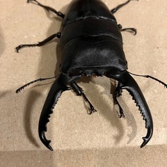 発送可　100upパラワンオオヒラタ　